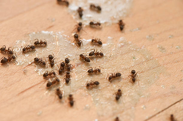 Best Local Pest Control Services  in Monticello, MS